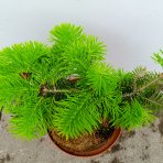 Normandská jedľa (Abies Nordmanniana) - výška 15-25 cm, kont. C3L